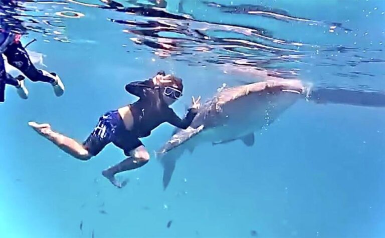 オスロブ島でジンベイザメと一緒にシュノーケル体験！
